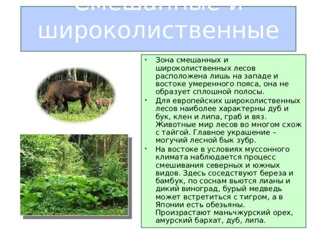 Методы определения оптимальной зоны для посадки лесов против эрозии