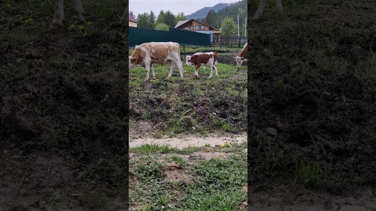 Чей теленок из простоквашино по гк