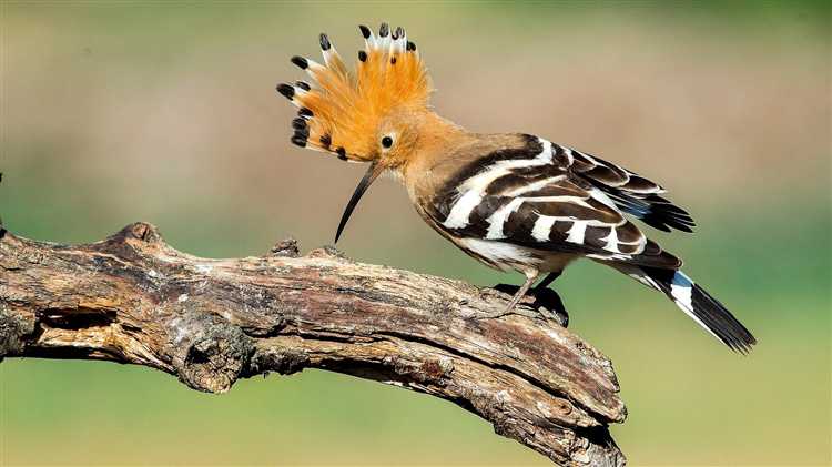 Чем отличаются условия подачи УДО при разных статьях УК