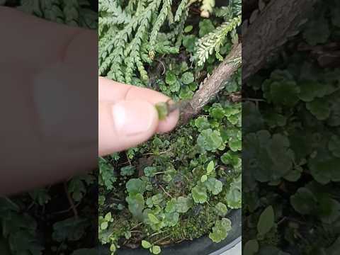 Какие действия предпринимать, если вас задержали с марихуаной