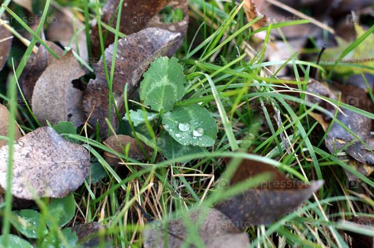 Отличие между хранением и распространением марихуаны по закону