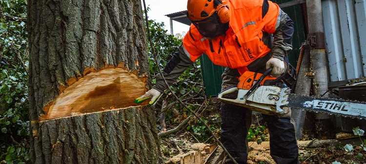 Когда наступает уголовная ответственность за вырубку