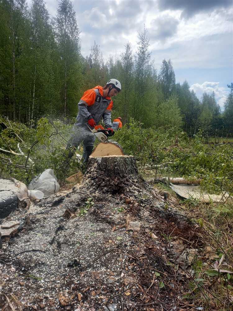 Какие штрафы предусмотрены за вырубку деревьев без разрешения