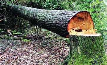 Как определяется размер ущерба от вырубки деревьев