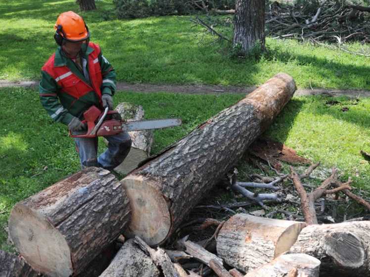 Что будет если спилить дерево в лесу