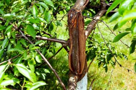 Влияние незаконного спила на права соседей и сообщества