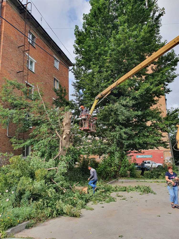 Как определить необходимость получения разрешения на спил