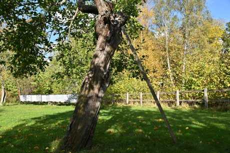 Алгоритм действий при выявлении незаконного спила дерева