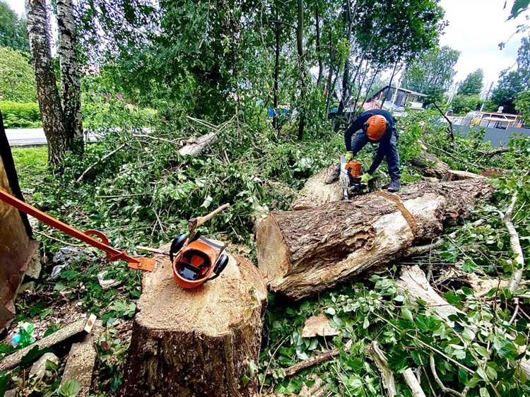 Что будет если спилить дерево во дворе без разрешения Что будет если спилить дерево во дворе без разрешения