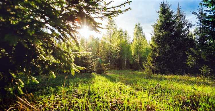 Правовые ограничения для строительства на землях лесного фонда