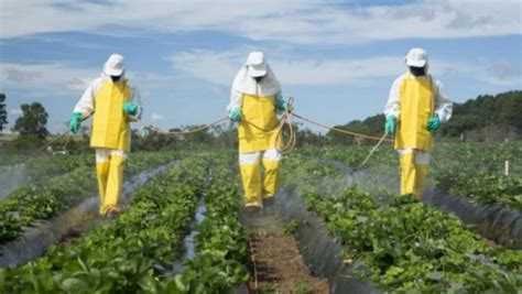 Минеральные удобрения: виды, состав и применение