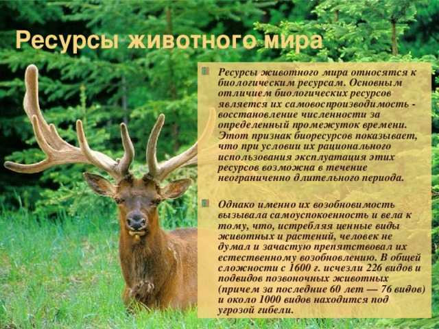 Растения многолетние и сезонные: особенности инвентаризации