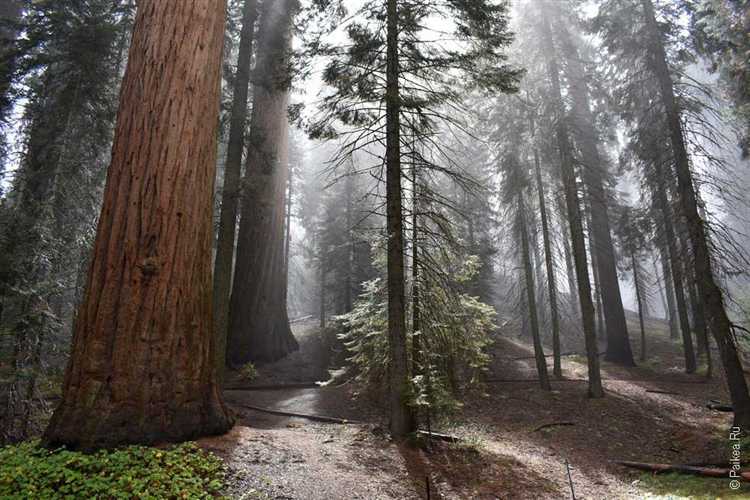 Ограничения на движение транспортных средств внутри парка