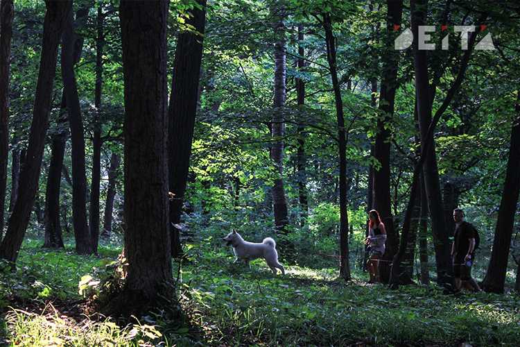 Запреты на сбор растений и грибов