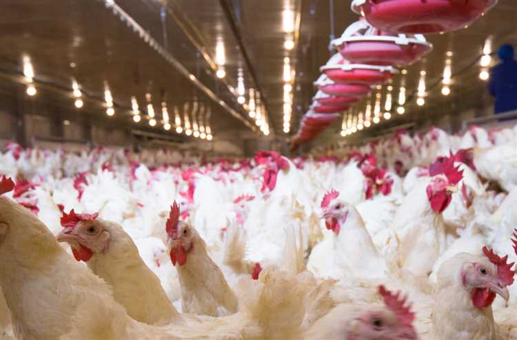 Какие санкции предусмотрены за неправильное указание бюджета при уплате ЕСХН