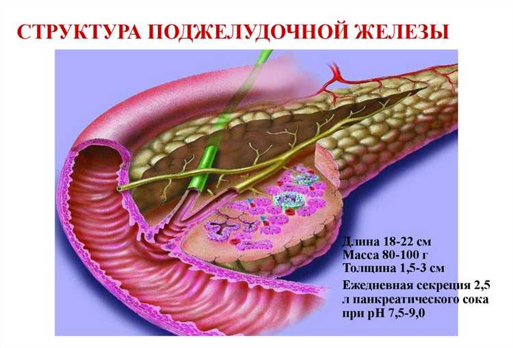 Перспективы и реабилитация для людей с хроническим панкреатитом после службы