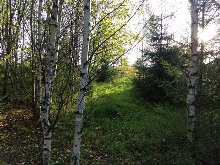 Роль ориентации участка по сторонам света в проектировании дома