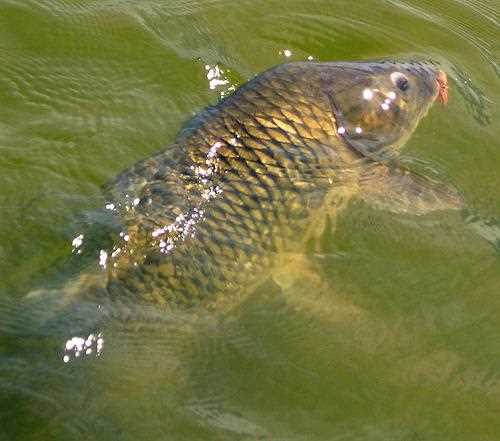 Где искать предложения по аренде пруда для рыбоводства