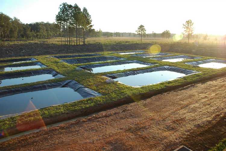 На что обратить внимание при выборе пруда для конкретных видов рыбы