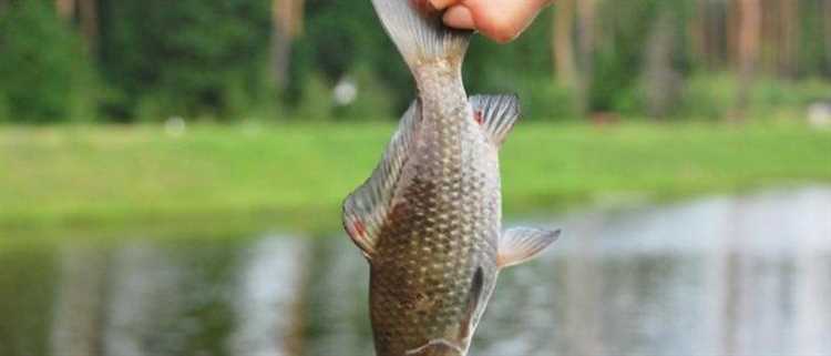 Как взять пруд в аренду для разведения рыбы Как взять пруд в аренду для разведения рыбы