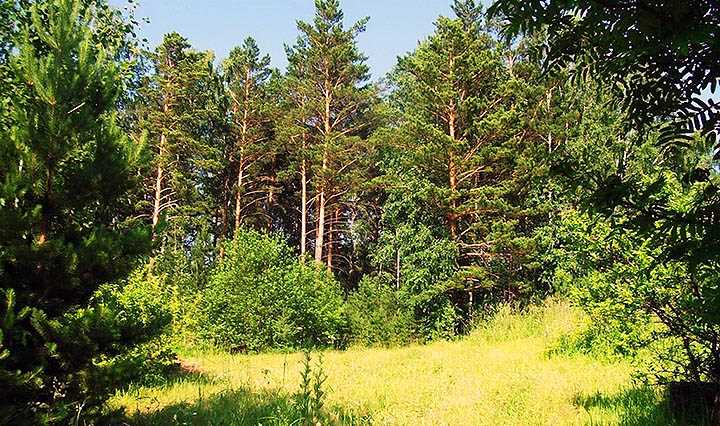 8. Справка об отсутствии задолженностей по налогам и сборам, а также по обязательным платежам в бюджеты всех уровней.