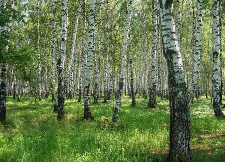 Как взять в аренду лесной участок Как взять в аренду лесной участок