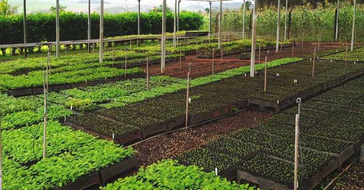 Что учитывать при покупке участка в СНТ с точки зрения категории земли