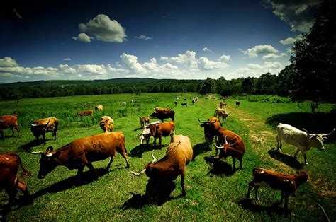 Требуется ли получать разрешение на строительство в зоне СХ-2