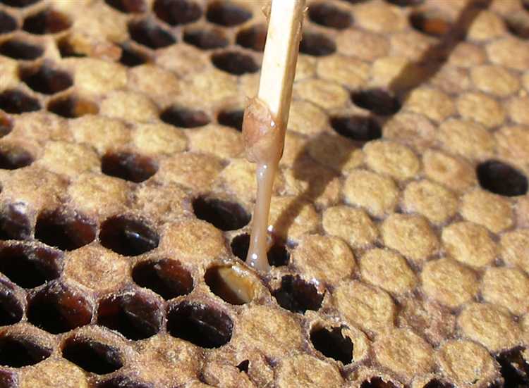 Ответственность владельцев пчел за несоответствие нормативам