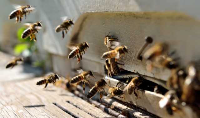 Порядок проверки условий содержания пчел в рамках местных нормативов