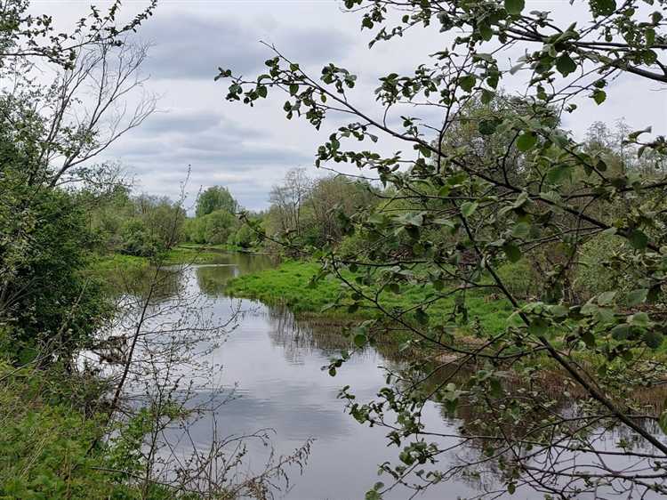 Методы очистки земель от лесной растительности