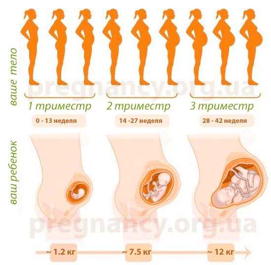 В каких числах обычно выпадает 23 неделя по григорианскому календарю