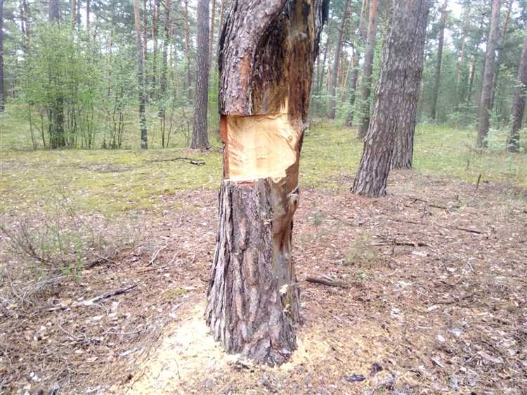 Как наказывается незаконная вырубка деревьев и кустарников Как наказывается незаконная вырубка деревьев и кустарников