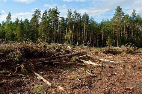 Какие документы требуются для получения разрешения на вырубку