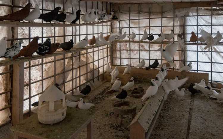 Согласование голубятни с Мосжилинспекцией и другими службами