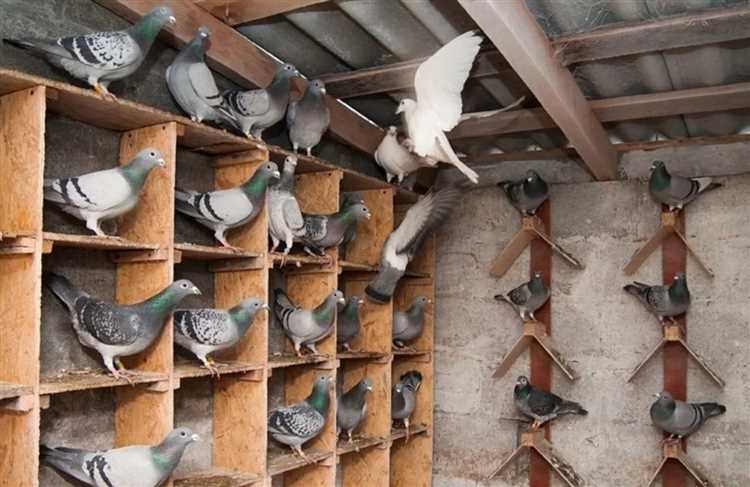 Проверка разрешённости размещения голубятни на конкретном участке