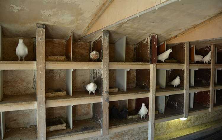 Как зарегистрировать голубятню в москве Как зарегистрировать голубятню в москве