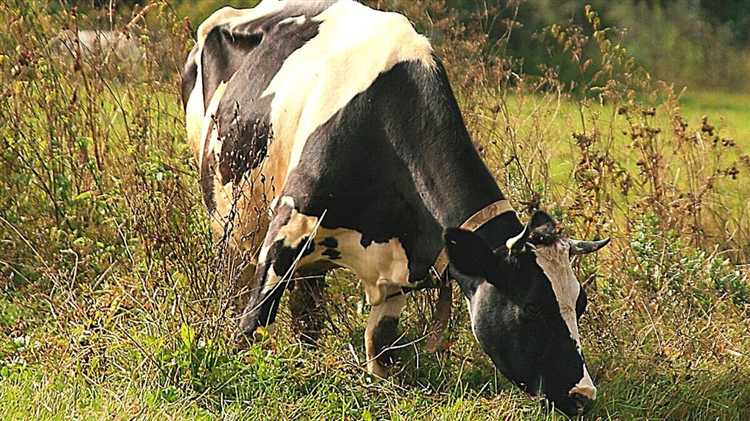 Допустимое количество коров в зависимости от категории земель и зонирования