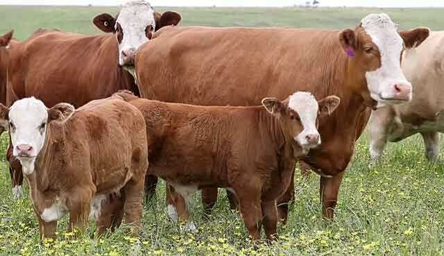 Требования к площади и оборудованию коровника на приусадебном участке