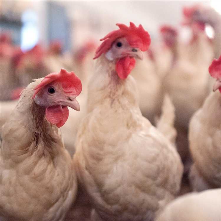 Ответственность за нарушение правил содержания скота в населённом пункте