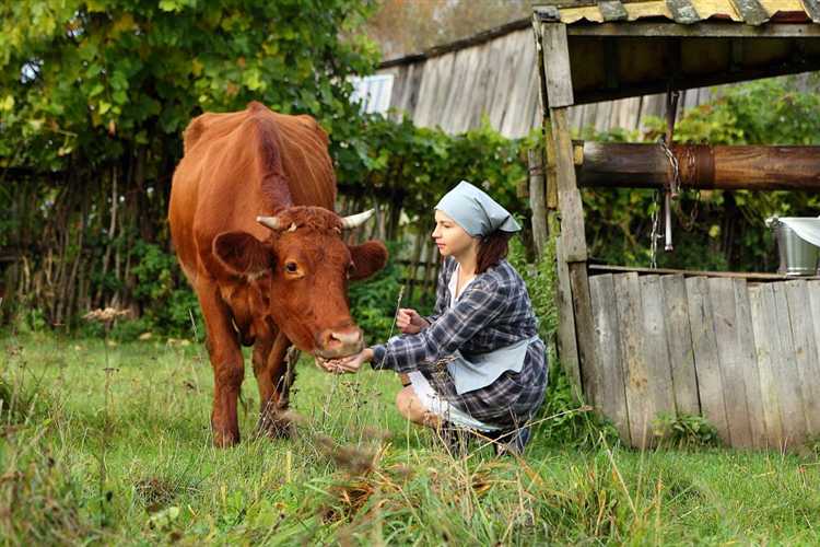 Ограничения на выпас коров и организация выгула во дворе