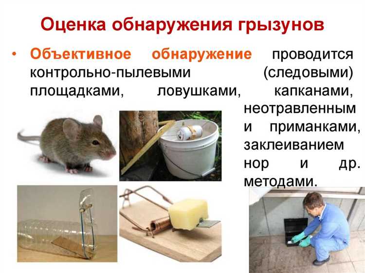 Особенности графика дератизации на предприятиях общественного питания