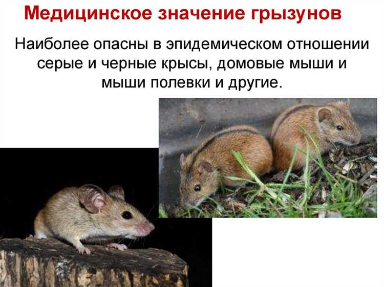 Профилактическая дератизация в медицинских учреждениях