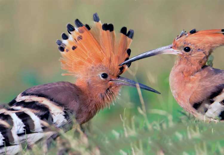 Влияние срока наказания на частоту подачи ходатайства