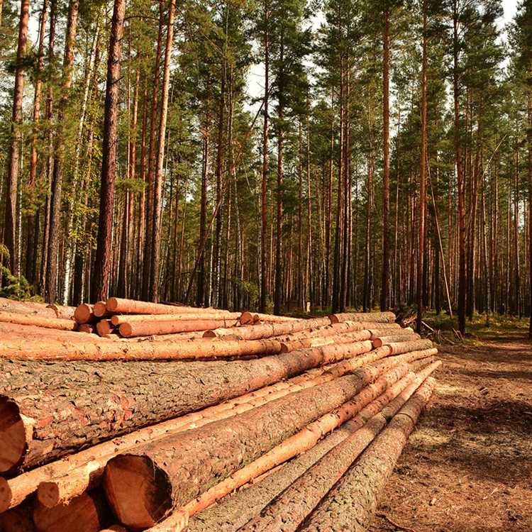 Кто отвечает за организацию и проведение осмотров лесов