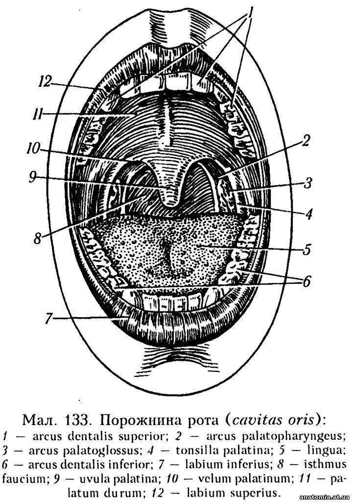 Как подготовить документы для поступления в научную роту