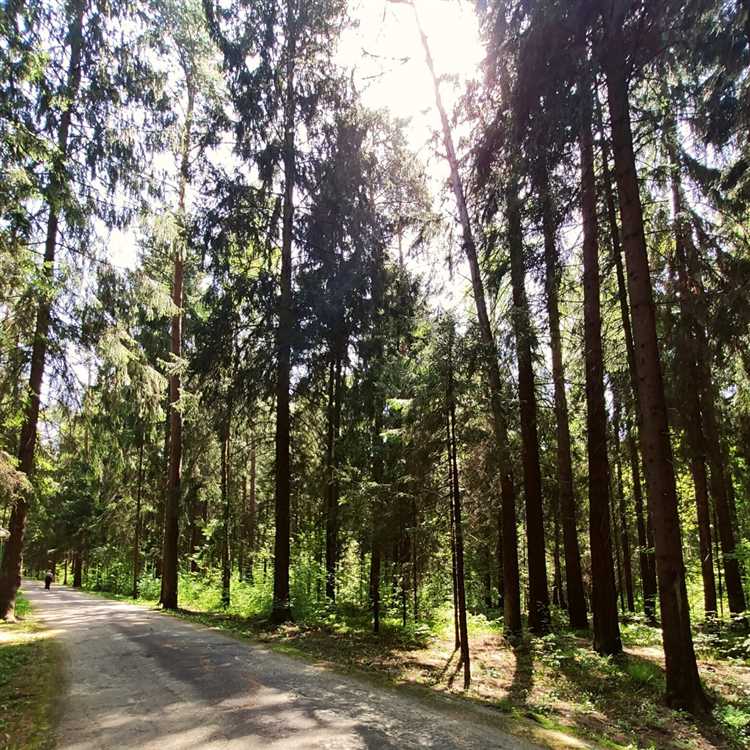 Правовые основания для оформления собственности на лесопарковую зону