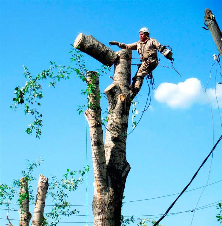 Как проводится обследование дерева перед спилом