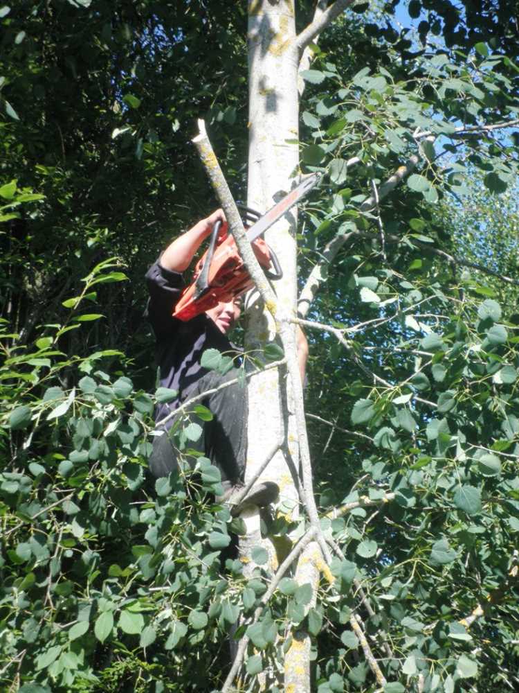 Что грозит за самовольный спил без разрешения