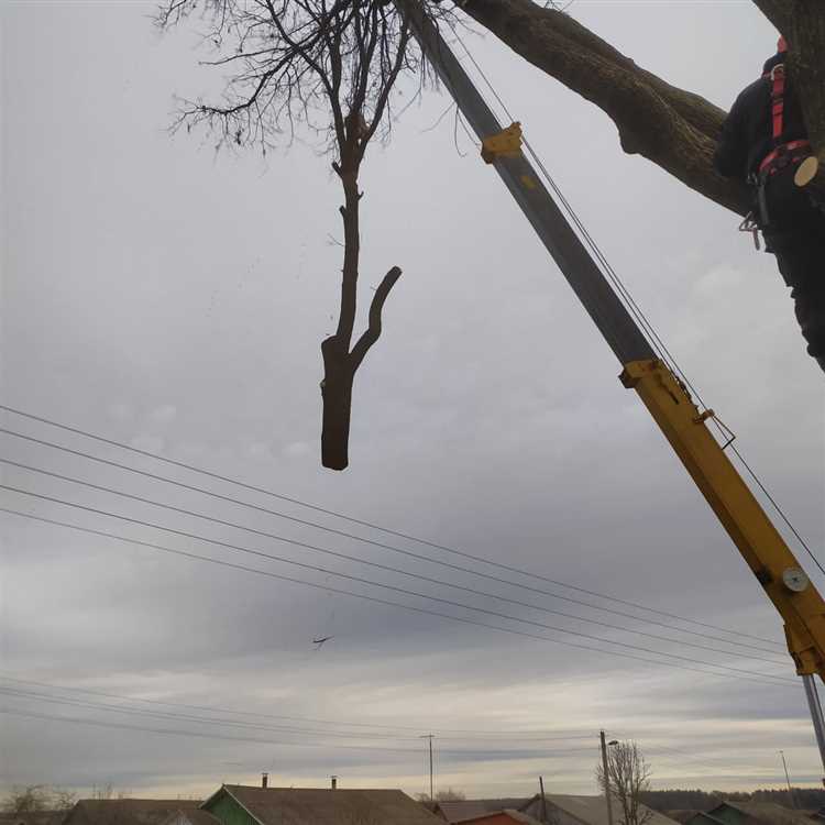 Как спилить дерево на своем участке по закону в снт Как спилить дерево на своем участке по закону в снт